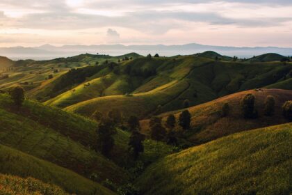 aerial photography of trees on hills