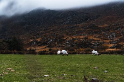 field with three sheeps