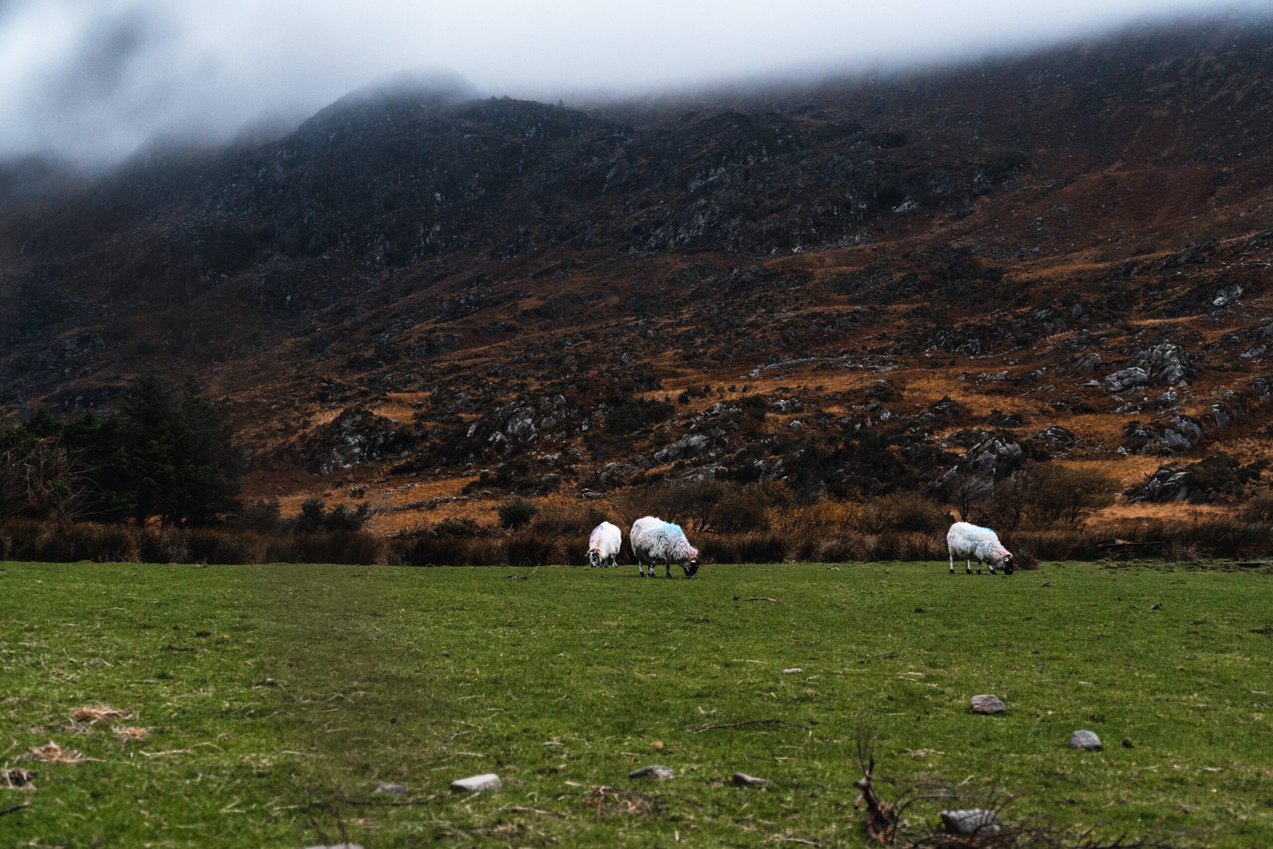 field with three sheeps