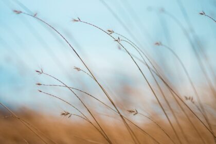 focus photography of brown plants